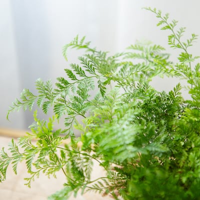 兔腳蕨 手作植栽苔球 / 可吊掛4