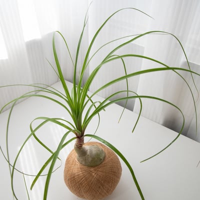 酒瓶蘭 手作植栽苔球2