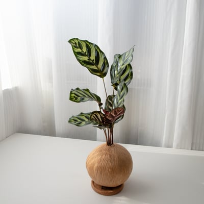 孔雀竹芋 手作植栽苔球5