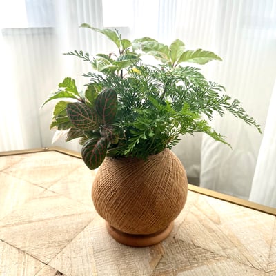 斑葉黃金萬兩 手作組合植栽苔球4