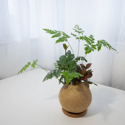 骨碎補 手作組合植栽苔球6