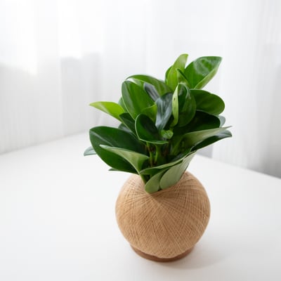 圓葉椒草 手作植栽苔球4