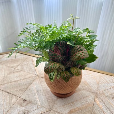 兔腳蕨 手作組合植栽苔球4