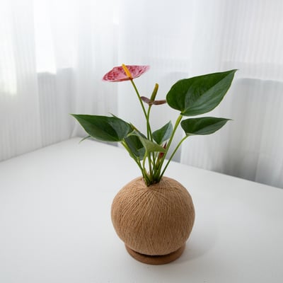 火鶴花 手作植栽苔球4