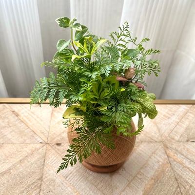 兔腳蕨 手作組合植栽苔球6