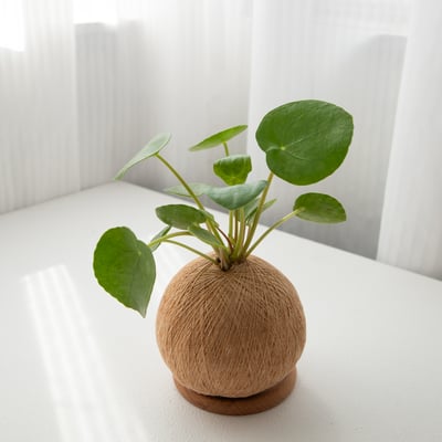 鏡面草 手作植栽苔球5