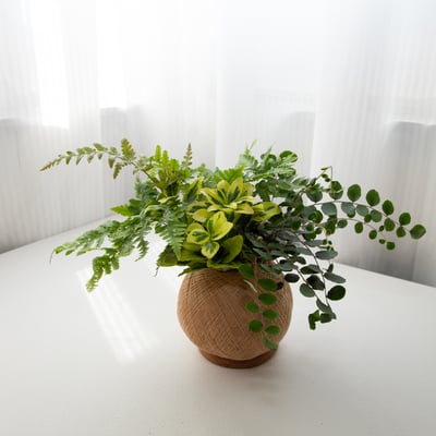 鈕扣蕨 手作組合植栽苔球5