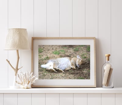 攝影藝術微噴原作 - 《甜夢》4