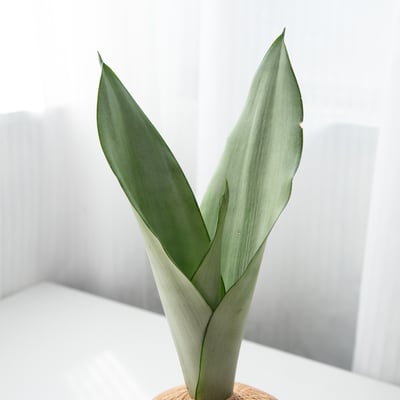 銀后虎尾蘭 手作植栽苔球2