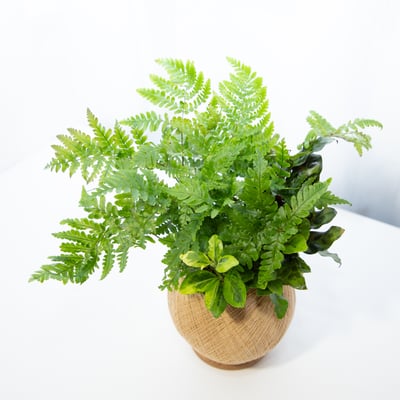 彩虹蕨 手作組合植栽苔球3