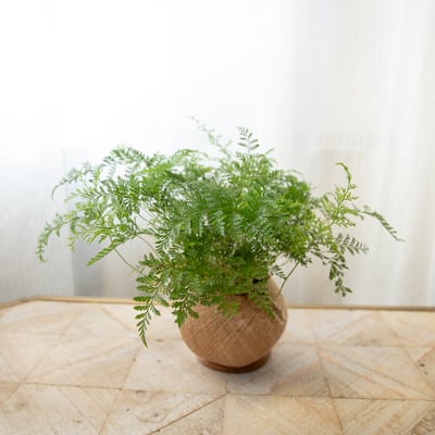 兔腳蕨 手作植栽苔球 / 可吊掛1