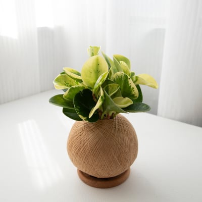 斑葉圓椒草 手作植栽苔球5