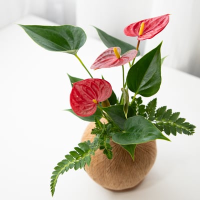 火鶴花 手作組合植栽苔球2