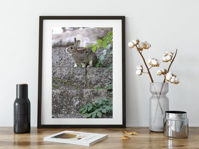 攝影藝術微噴原作 - 《樹梢的溫柔》2