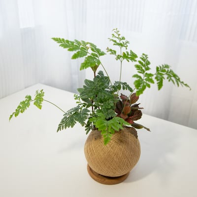 骨碎補 手作組合植栽苔球1