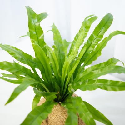 細葉山蘇 手作植栽苔球3