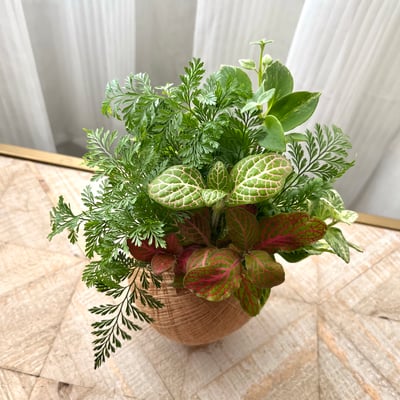 兔腳蕨 手作組合植栽苔球5