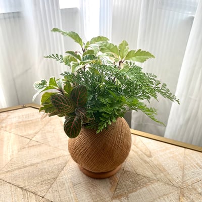 斑葉黃金萬兩 手作組合植栽苔球6