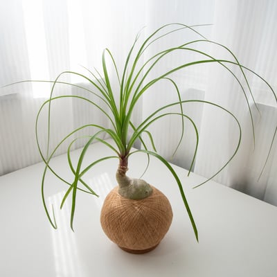 酒瓶蘭 手作植栽苔球3