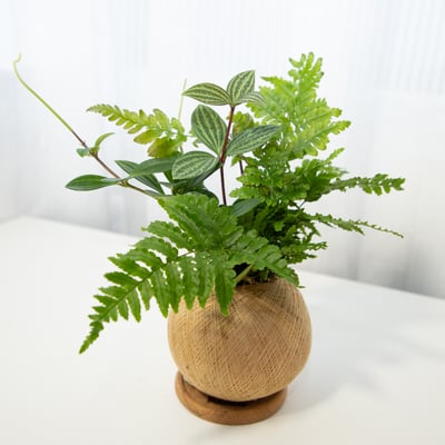 彩虹蕨 手作組合植栽苔球4