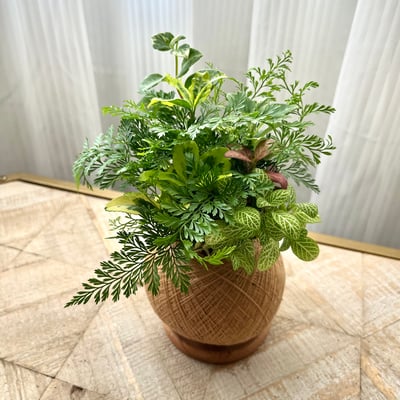 兔腳蕨 手作組合植栽苔球2