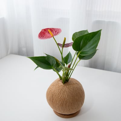 火鶴花 手作植栽苔球1