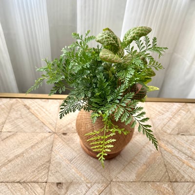 兔腳蕨 手作組合植栽苔球3