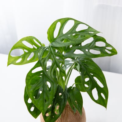 窗孔龜背芋 手作植栽苔球3