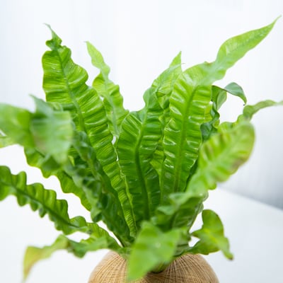 眼鏡蛇山蘇 手作植栽苔球2