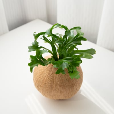 爆炸頭山蘇 手作植栽苔球2