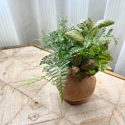 兔腳蕨 手作組合植栽苔球5