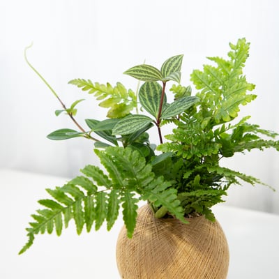 彩虹蕨 手作組合植栽苔球2