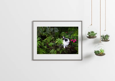 攝影藝術微噴原作 - 《絕美叢林》2