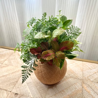 兔腳蕨 手作組合植栽苔球1