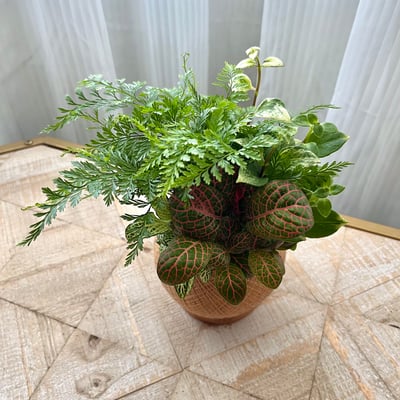 兔腳蕨 手作組合植栽苔球5