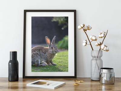 攝影藝術微噴原作 - 《沐浴晨光》3