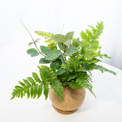 彩虹蕨 手作組合植栽苔球3