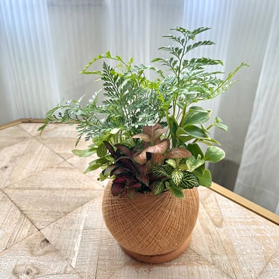 兔腳蕨 手作組合植栽苔球4