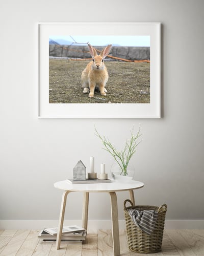 攝影藝術微噴原作 - 《海邊的兔子》7