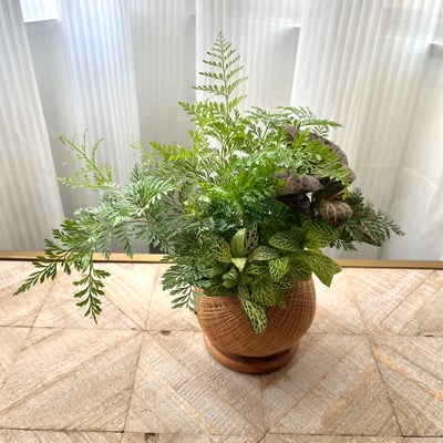 兔腳蕨 手作組合植栽苔球5