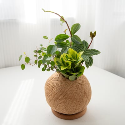 多葉蘭 手作組合植栽苔球4