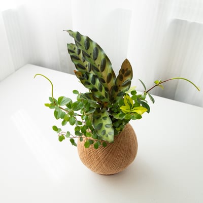 貓眼竹芋 手作組合植栽苔球3