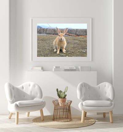 攝影藝術微噴原作 - 《海邊的兔子》8