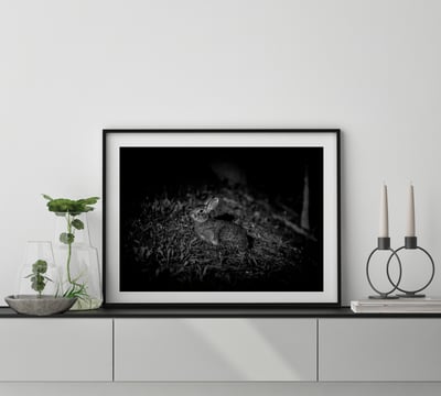 攝影藝術微噴原作 - 《台灣野兔01》8