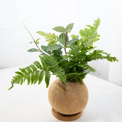 彩虹蕨 手作組合植栽苔球1