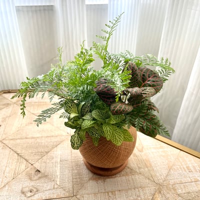 兔腳蕨 手作組合植栽苔球1