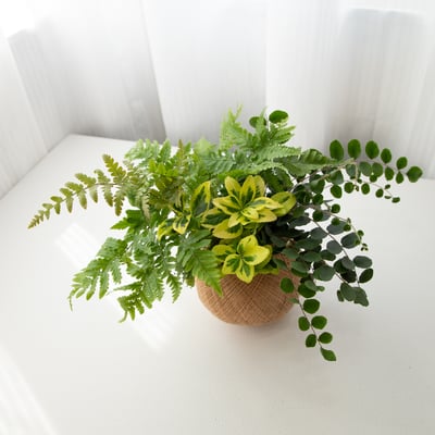 鈕扣蕨 手作組合植栽苔球2