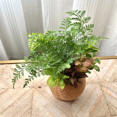 兔腳蕨 手作組合植栽苔球5