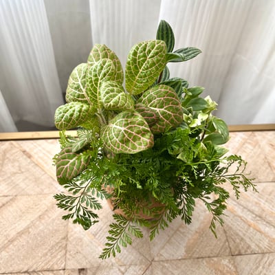 兔腳蕨 手作組合植栽苔球5