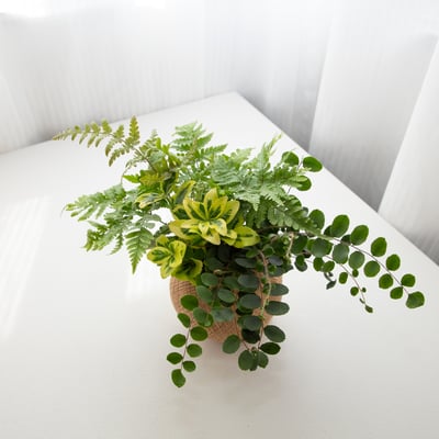 鈕扣蕨 手作組合植栽苔球3